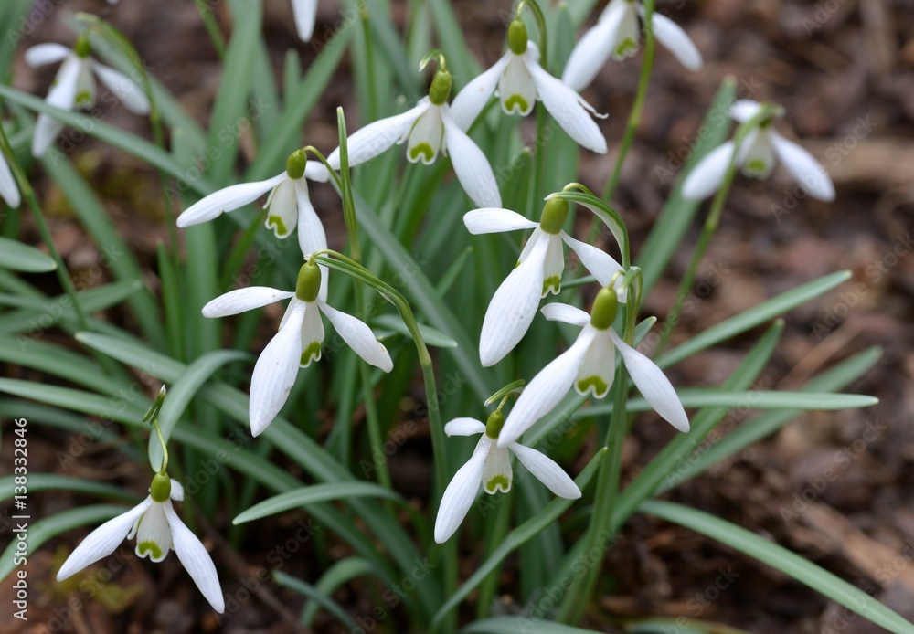 Spring flowers Spring flowers