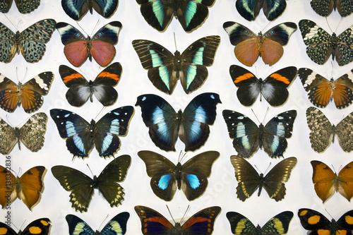Cased Collection of Exotic Butterflies
