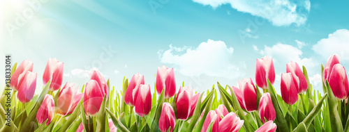 Spring tulips in sunlight #138333014