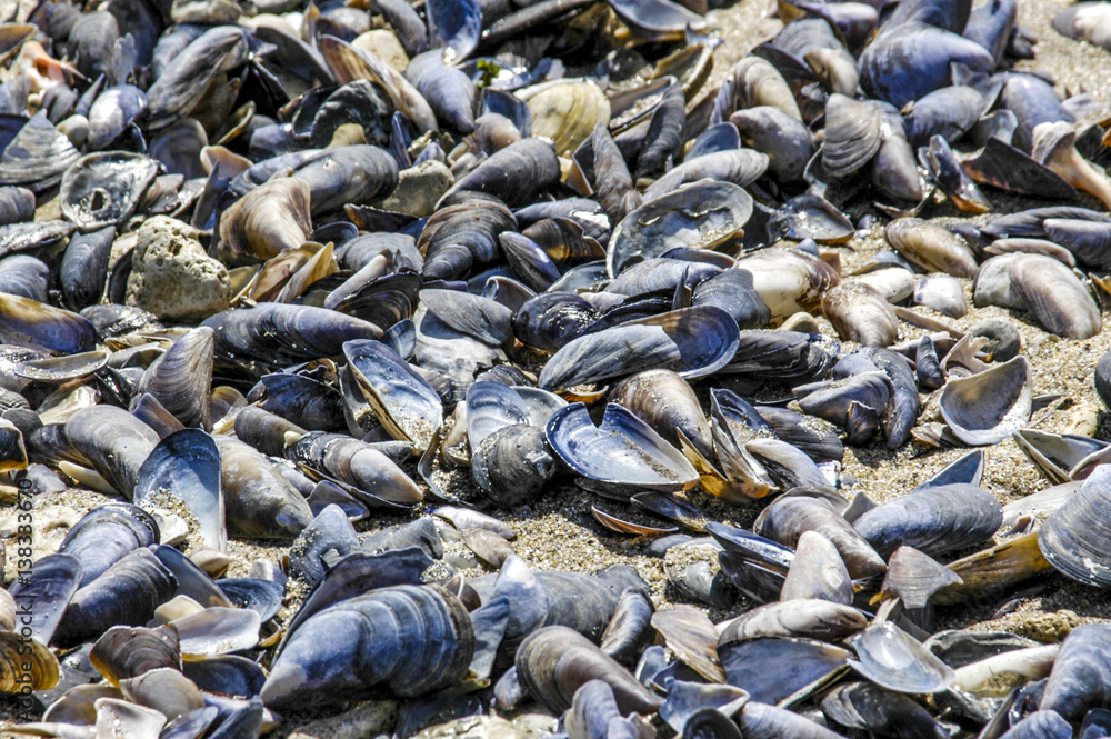 Mussels on the beach, Romania, Black Sea Coast, Continesti Mussels on the beach, Romania, Black Sea Coast, Continesti