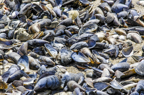 Mussels on the beach, Romania, Black Sea Coast, Continesti