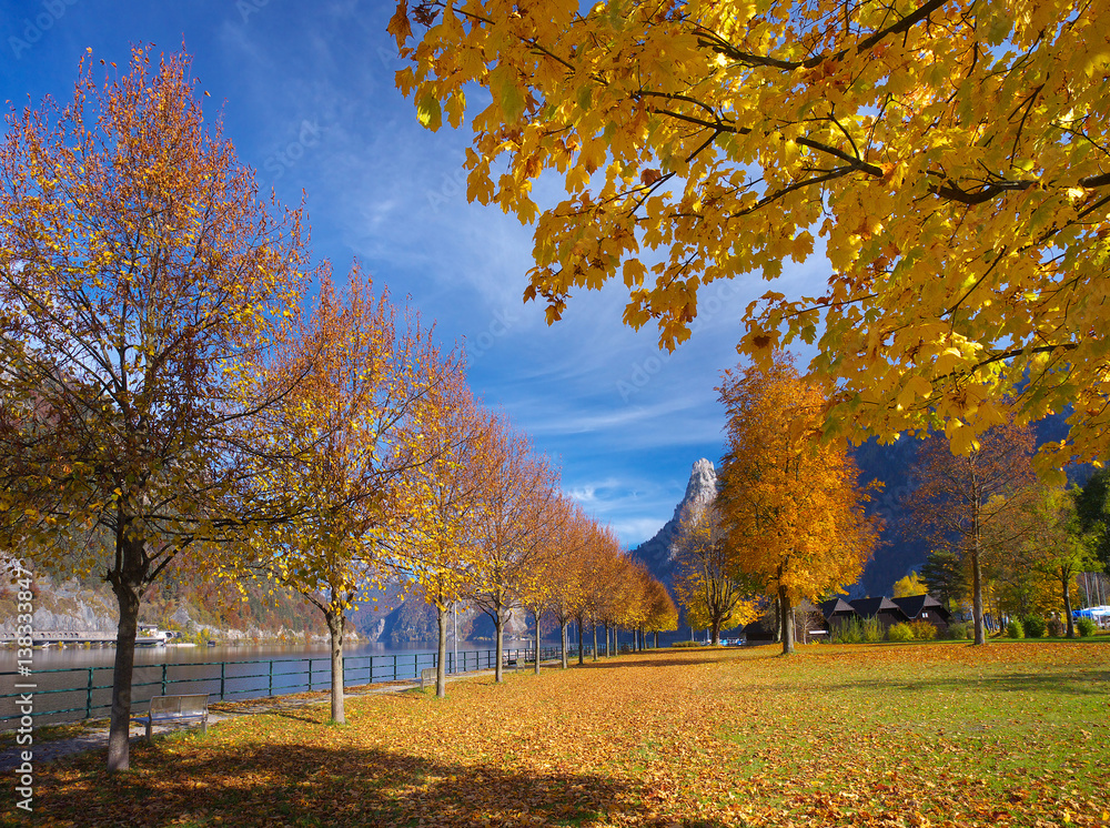 View of a park with a maple alley in autumnal time
