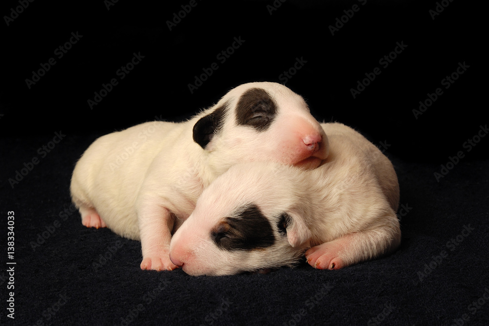 Bull Terrier puppies, 10 days old, lying in side over black background Bull Terrier puppies, 10 days old, lying in side over black background