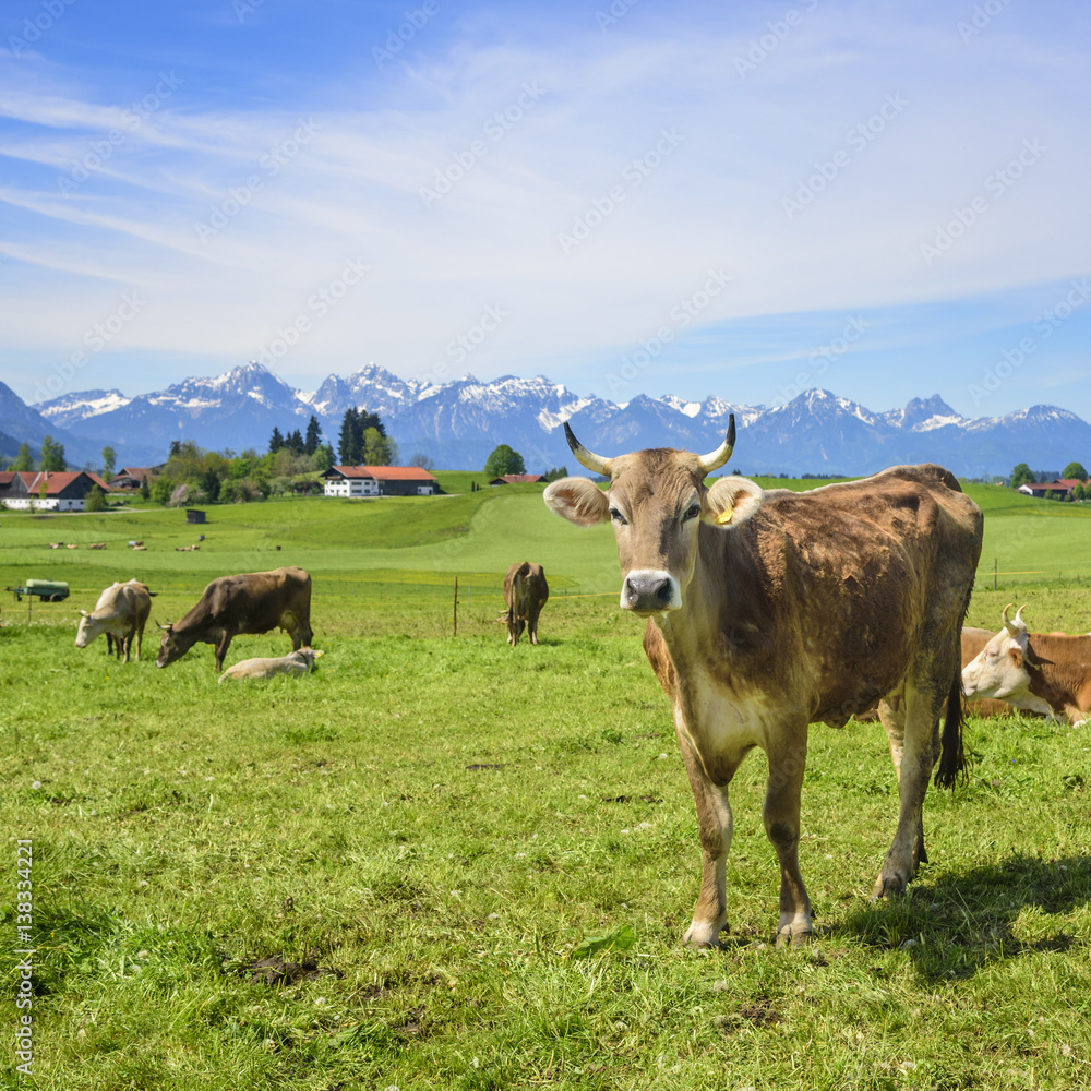 Braunvieh auf einer Weide am Alpenrand Braunvieh auf einer Weide am Alpenrand