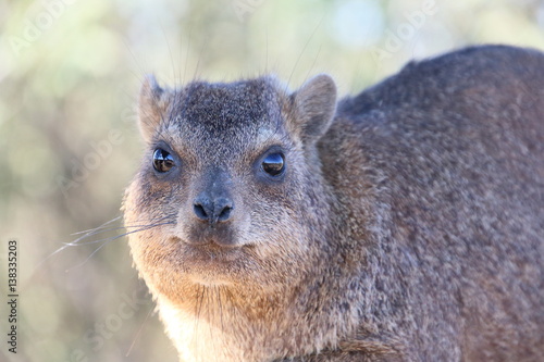 Namibia Quiver tree forest cape hyrax looking close up