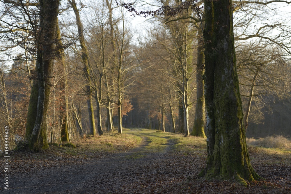 Foret de Franche Comté