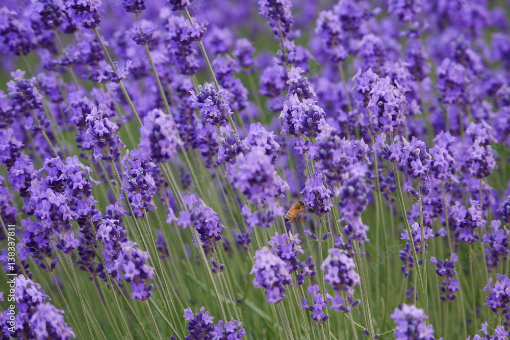 Naklejka premium Beautiful lavender flowers in a farm with bees flying around them