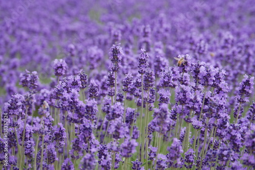 Beautiful lavender flowers in a farm with bees flying around them