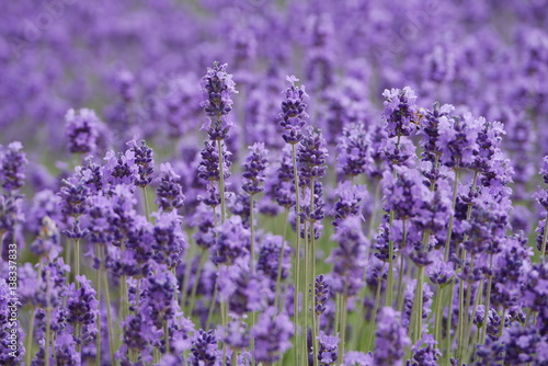 Beautiful lavender flowers in a farm