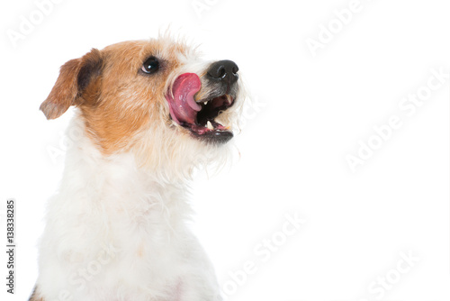 Fototapeta Naklejka Na Ścianę i Meble -  Hund schleckt sich das Maul