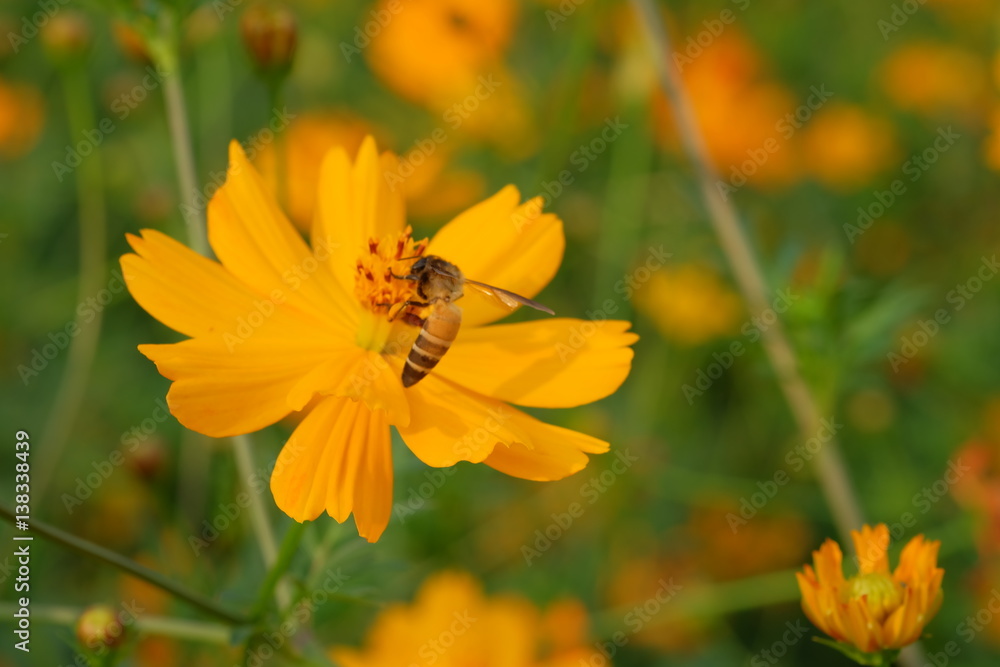 Closeup Bee on pollen of Beautiful Cosmos flowers blooming and blurred background Closeup Bee on pollen of Beautiful Cosmos flowers blooming and blurred background