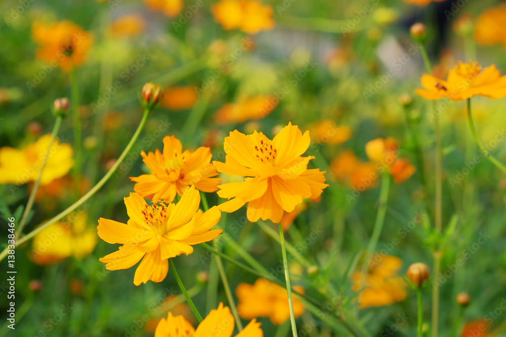 Closeup Bee on pollen of Beautiful Cosmos flowers blooming and blurred background	