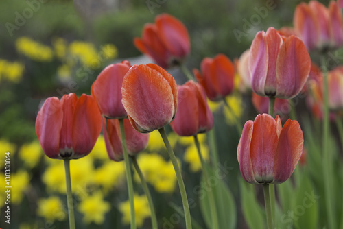 Spring Field of Tulips