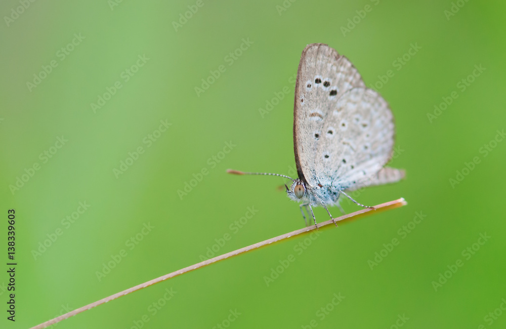 Naklejka premium a beautiful spring azure butterfly perched on a grass blade