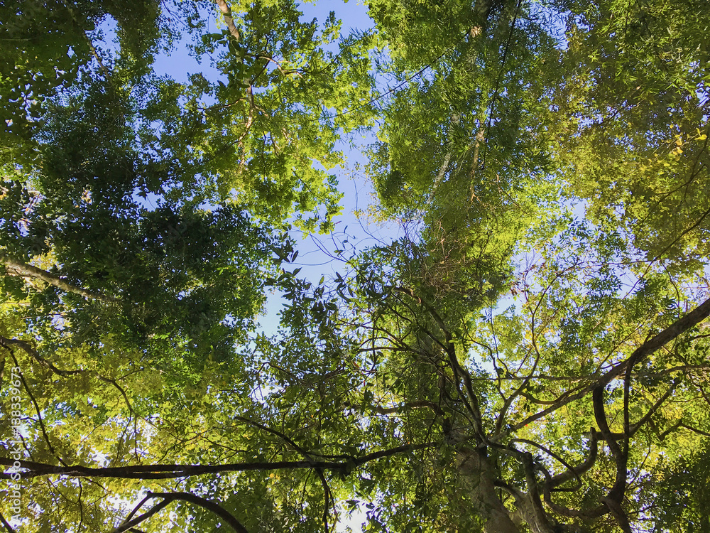 Obraz premium Lush green foliage, trees , upper view