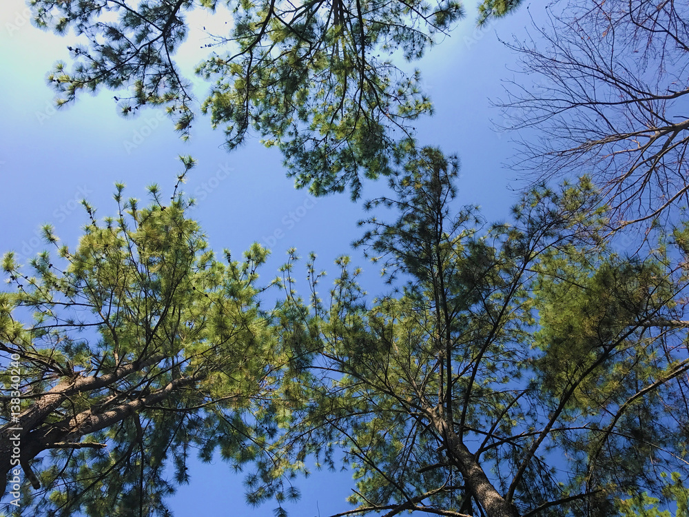 luxuriant trees against a beautiful clear sky luxuriant trees against a beautiful clear sky