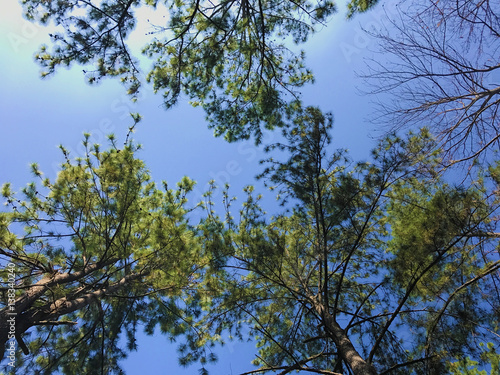 luxuriant trees against a beautiful clear sky