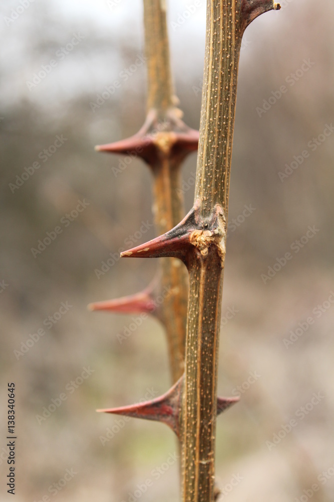 Naklejka premium forest thorns