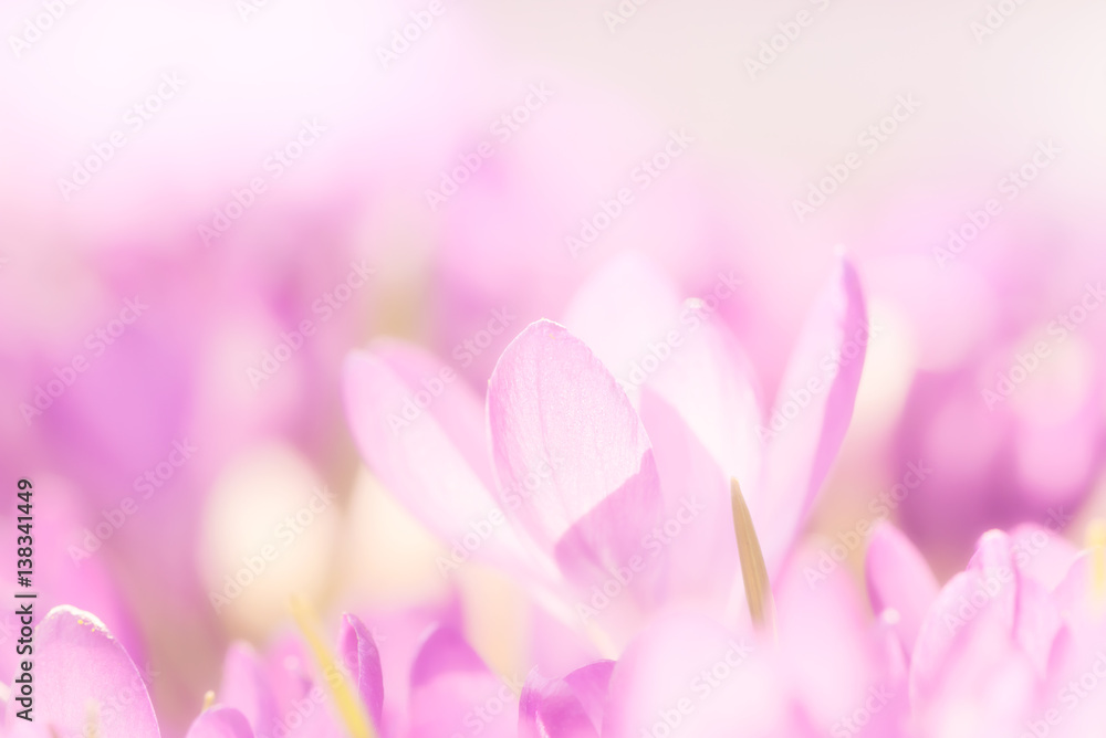 Purple crocuses in spring, close up,filtered, limited depth of field