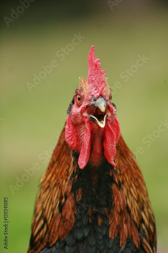 Red Black Rooster. Cock, symbol of New 2017 - according to Chinese calendar Year fiery.