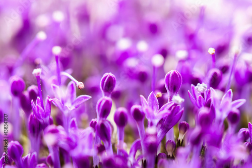 Fine fresh abstract lilac flowers close-up, texture, selective focus. Beautiful natural floral background, fashionable modern color. Concept of vivid moments life.