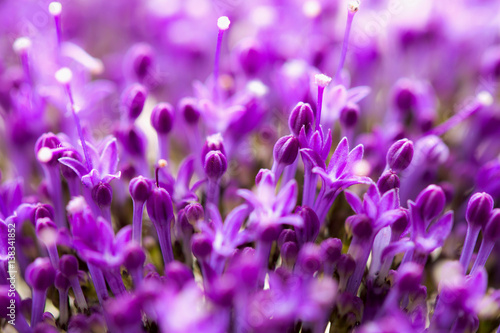 Fine fresh abstract lilac flowers close-up, macro view. Beautiful natural floral background, always fashionable modern color. Concept of vivid moments life.