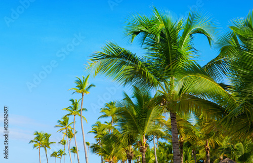 Beautiful tropical sunshine with palm trees and sun.