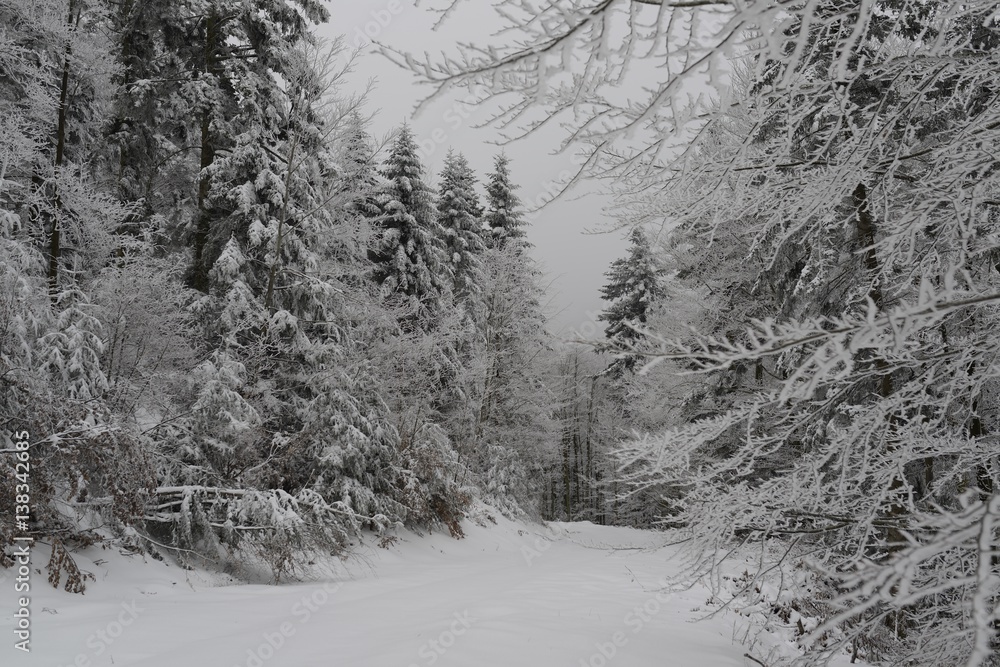 Fototapeta premium Foret vosgienne en hiver