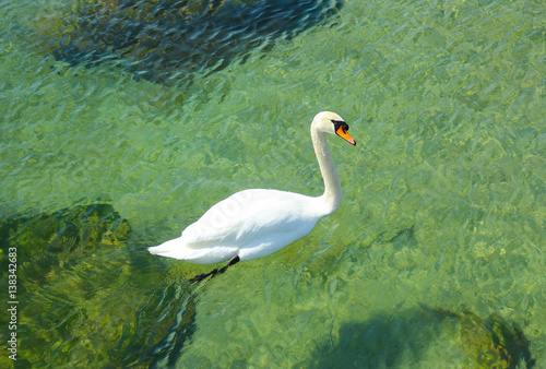 White swan floating on Lake Ontario