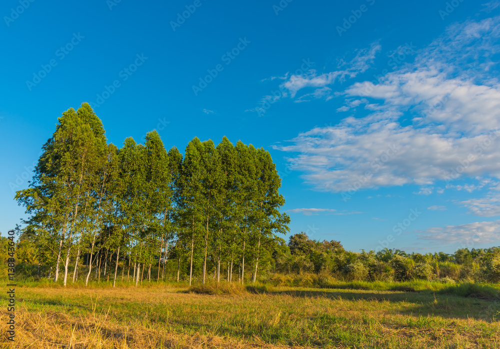 image of tree and blue sky background