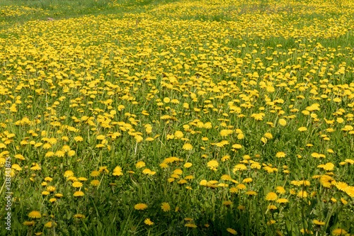 dandelion blossom yellow spring field in nature.