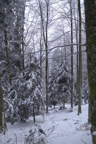 Foret vosgienne en hiver