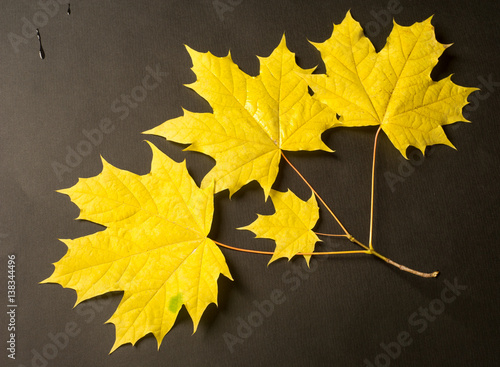 Texture, pattern, background.  Maple leaves autumn yellow, studio shot, black background