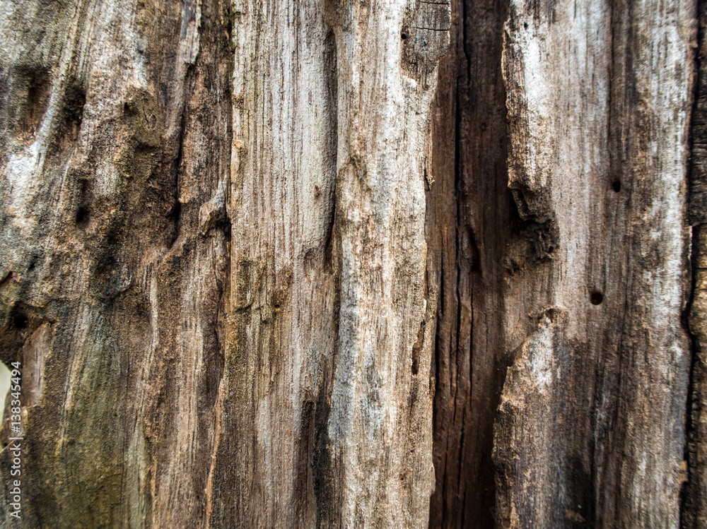 Close up to old stump Texture of wood Close up to old stump Texture of wood