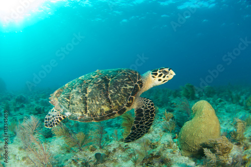 HawksBill Turtle In Florida Keys © tyler