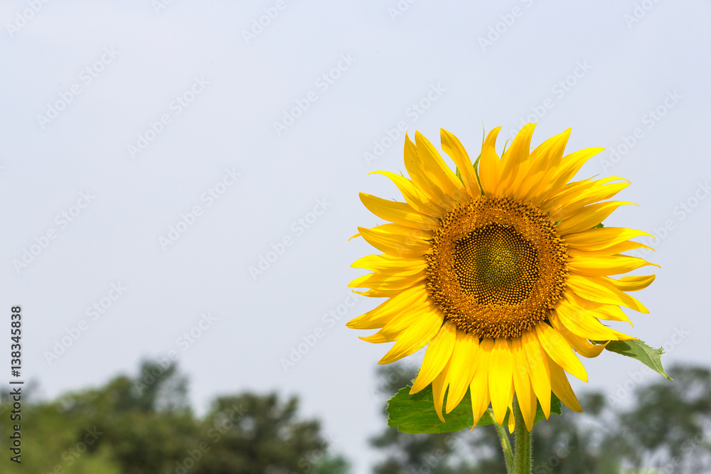 해바라기꽃  공원