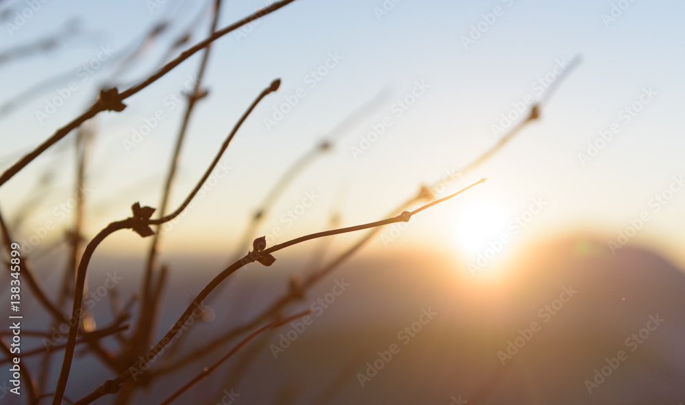 Obraz premium Tree Sunset