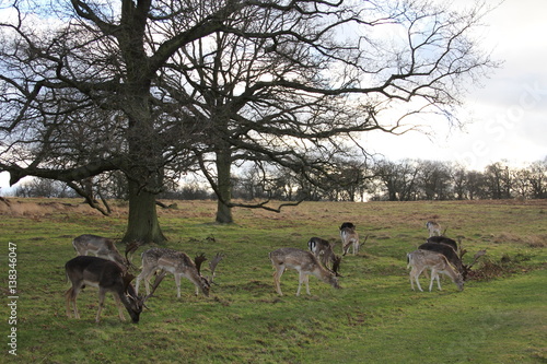 Deer in Richmond Park