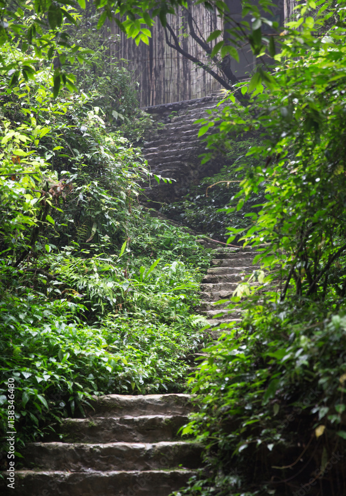 Stairs in the woods