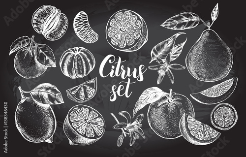 nk hand drawn set of different kinds of citrus fruits. Food elements collection for design, Vector illustration.
