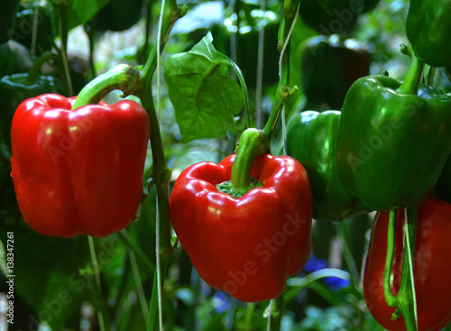 Sweet pepper