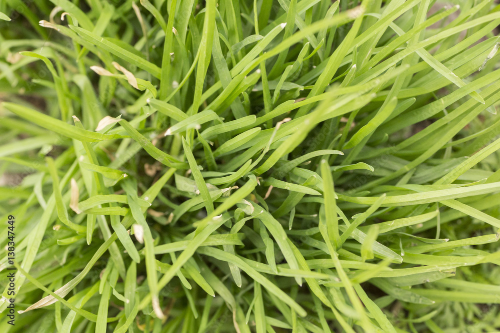 macro grass close up seen from above macro grass close up seen from above
