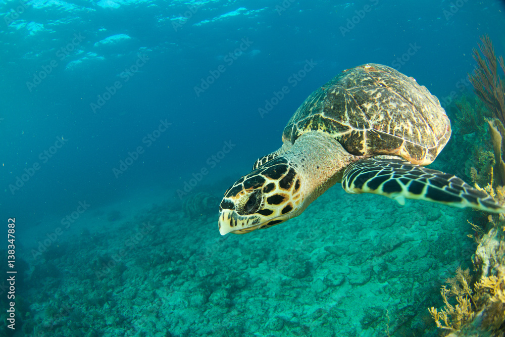 Fototapeta premium HawksBill Turtle In Florida Keys