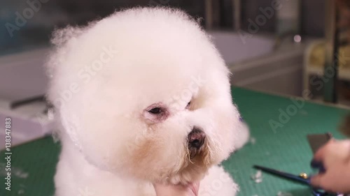 Groomer comb and cut hair of thoroughbred Bichon Frise dog at pet salon
