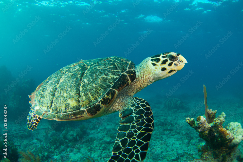 Fototapeta premium HawksBill Turtle In Florida Keys