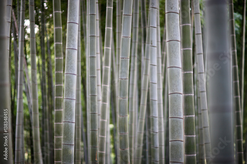 Shady bamboo grove with a long vertical stems and dense foliage