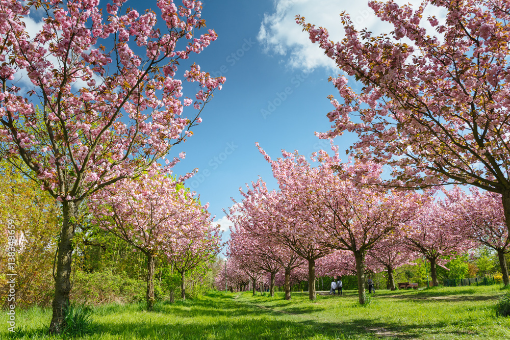 Japanese cherry blossoms