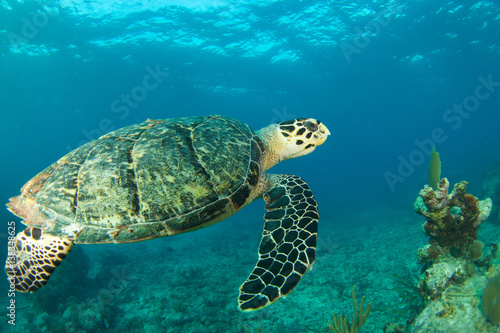 HawksBill Turtle In Florida Keys © tyler