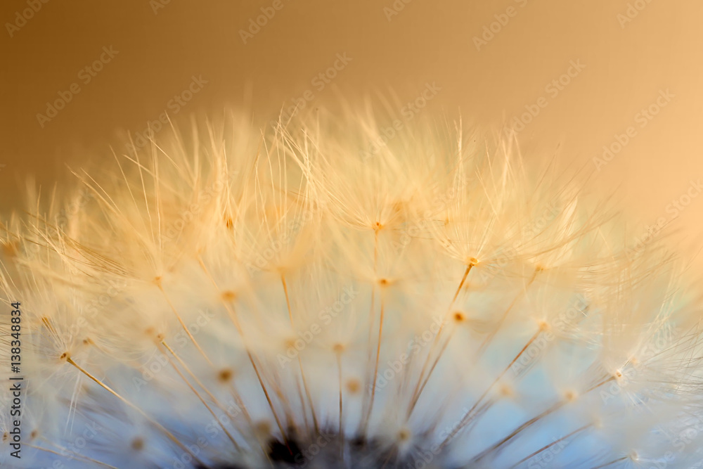 Fototapeta premium Beautiful dandelion toned in color gradient, closeup