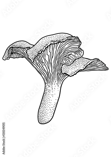 Chanterelle mushroom  illustration, drawing, engraving, vector, line